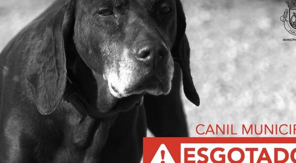 canil_esgotado_preview