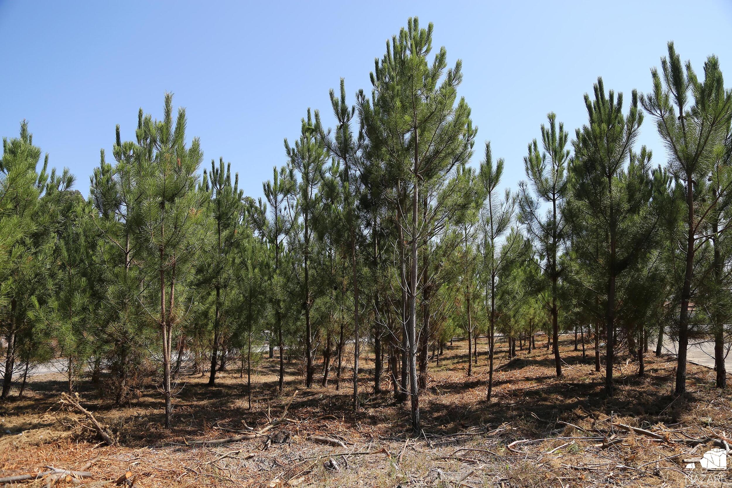 Declarada Situação de Alerta em todo o território do Continente até 15 de julho face às previsões...