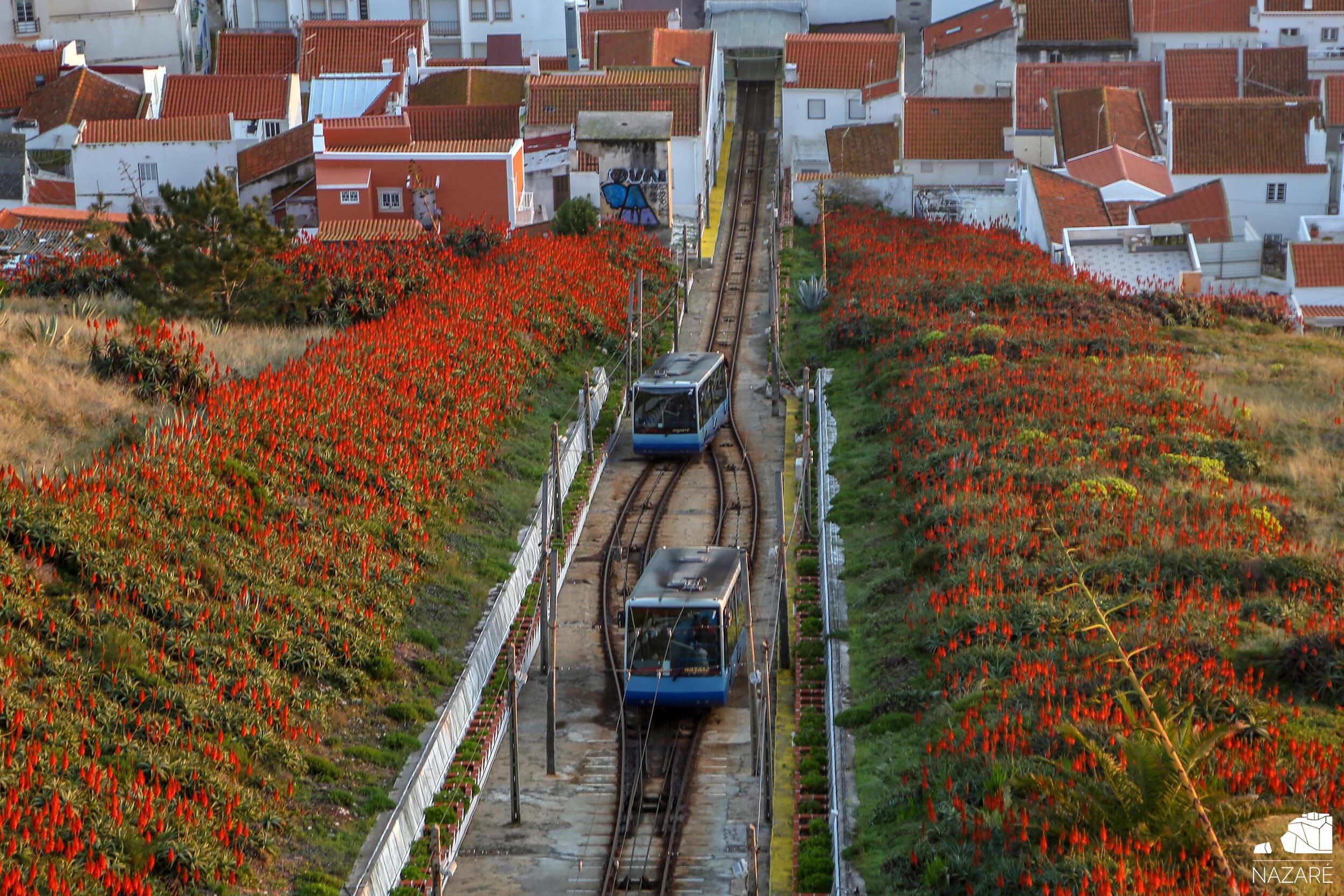 Município da Nazaré associa-se à campanha “Outubro Rosa”