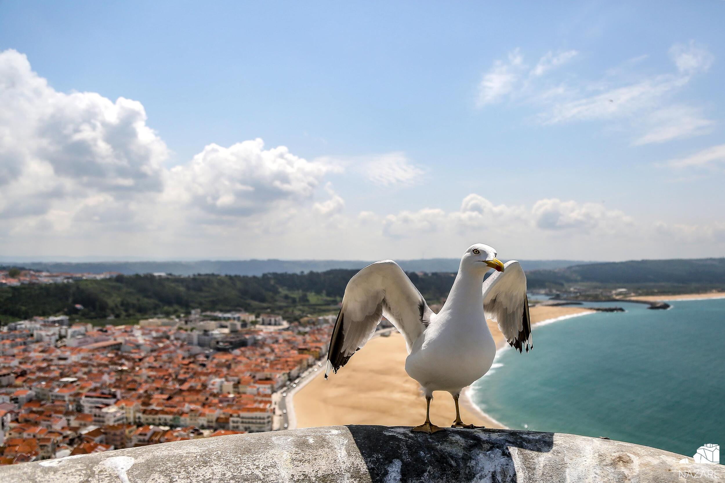 Município da Nazaré é signatário da Missão de Adaptação às Alterações Climáticas 