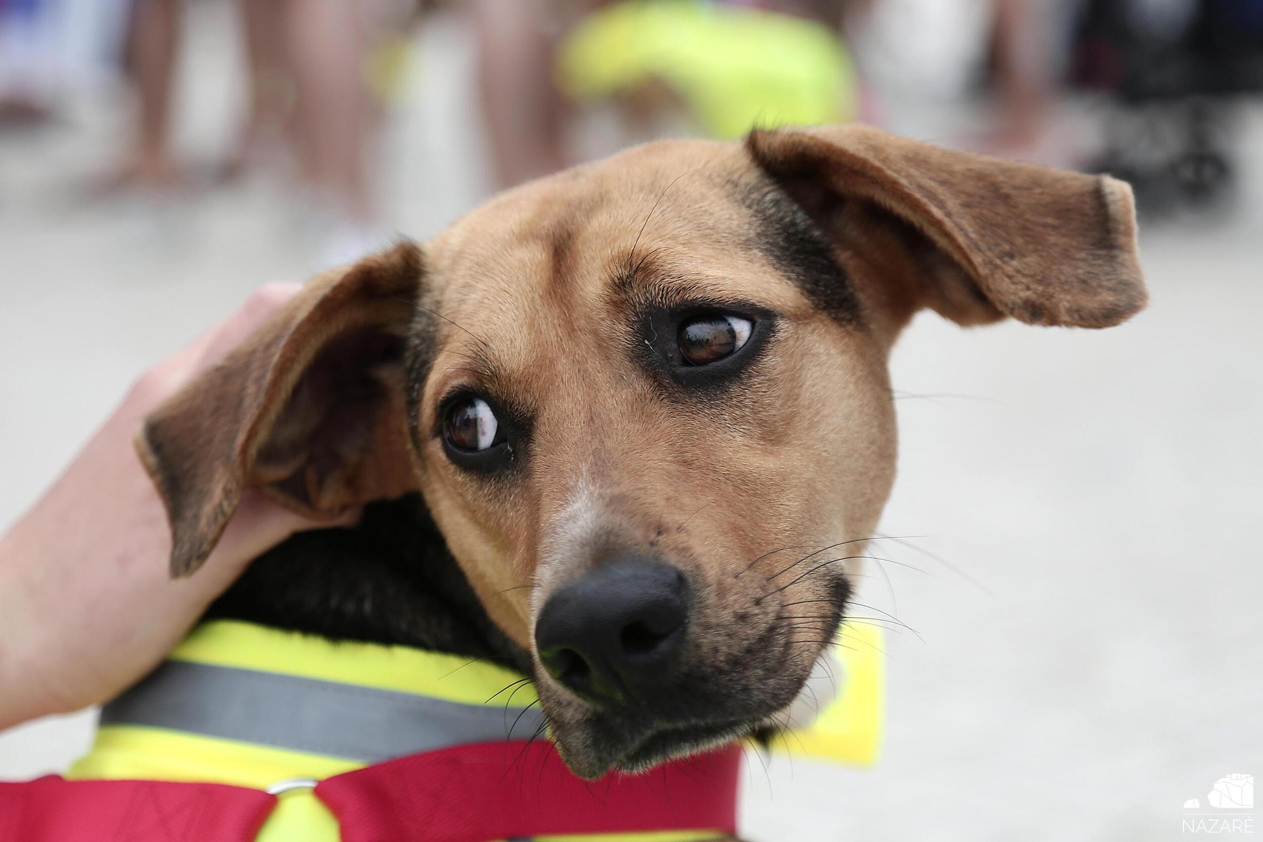 Canil Municipal volta a atingir o limite de capacidade de recolha de animais abandonados