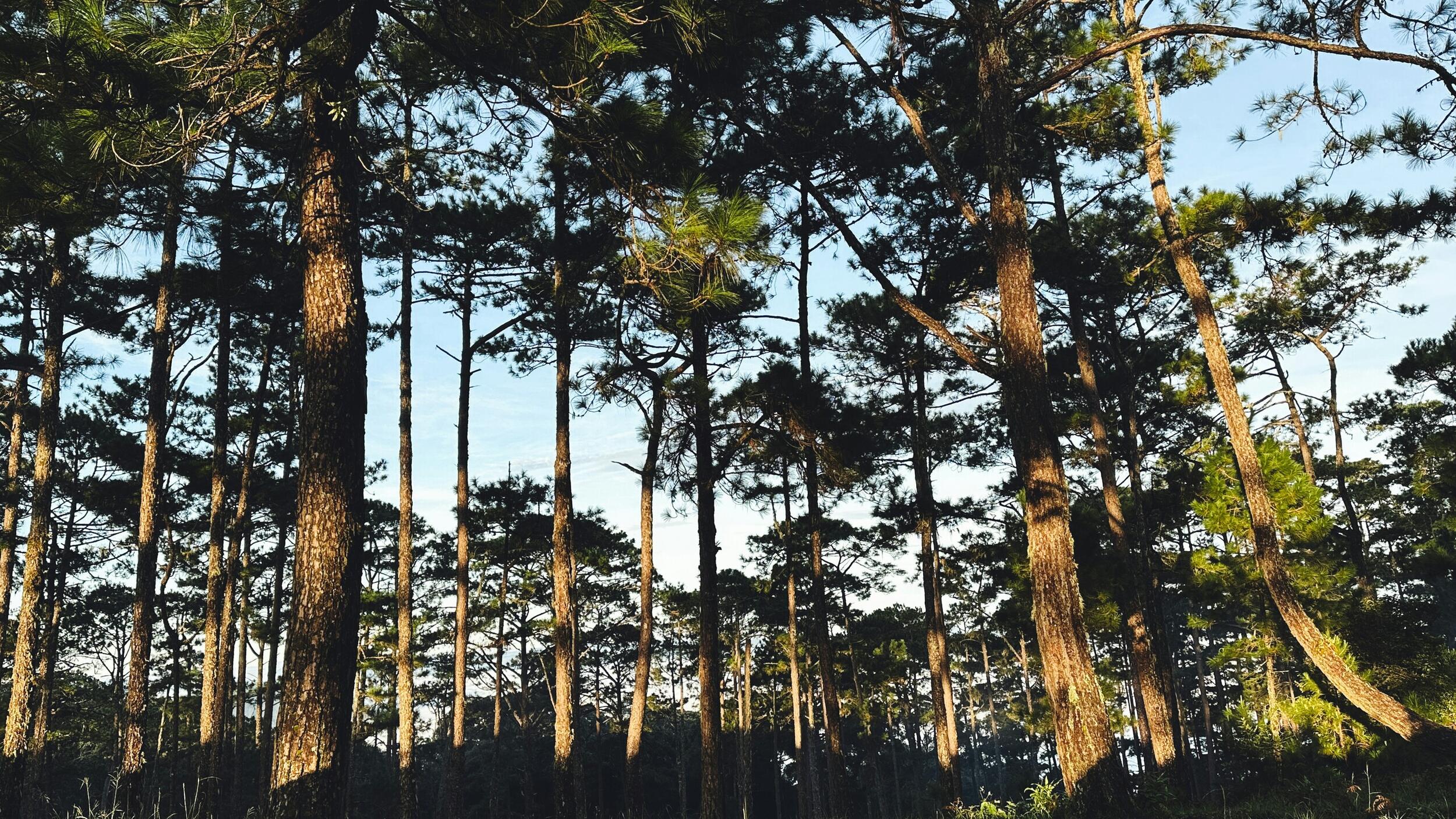 Apoio à Gestão Florestal com abertura de candidaturas ao Programa “Floresta Ativa”