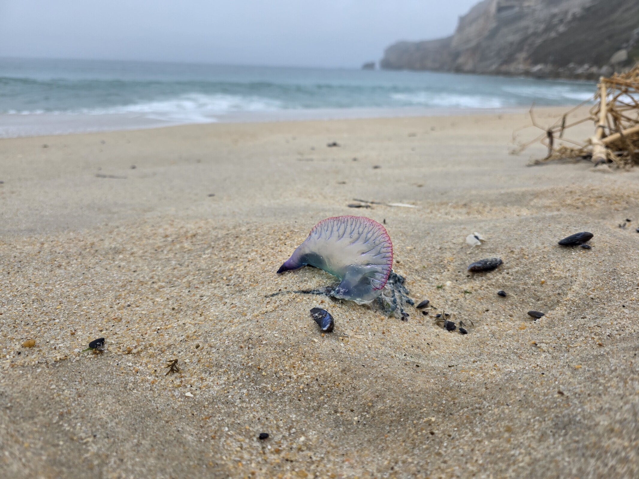 Alerta: Presença de caravelas-portuguesas nas praias do concelho