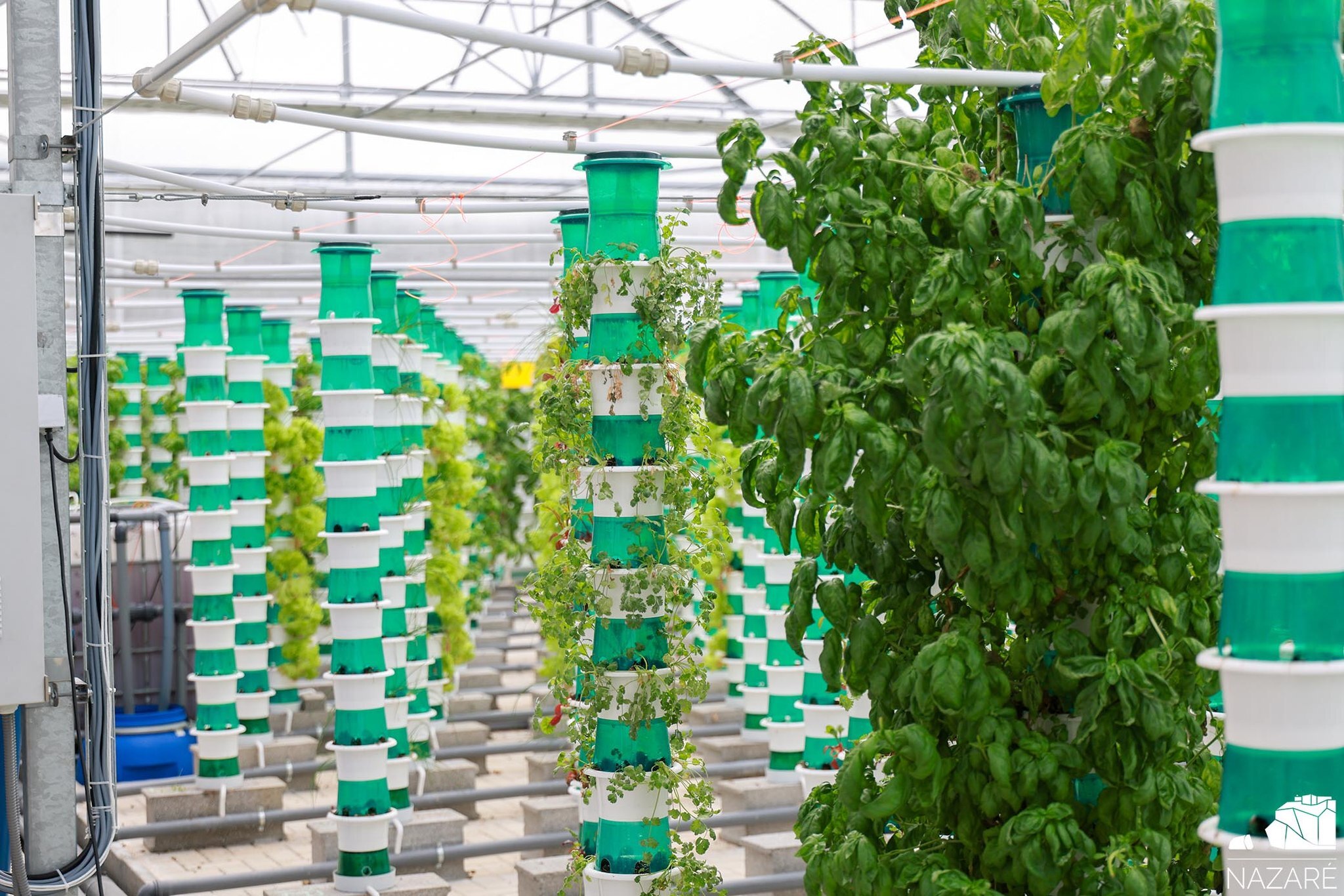 Nazaré acolhe Lançamento da Quinta Regenerativa de Algas