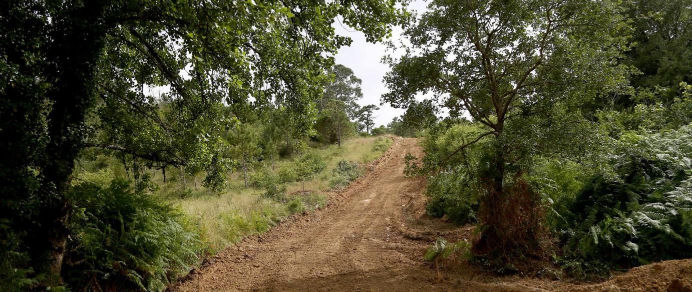 Plano de Gestão Florestal da Zona de Intervenção Florestal de Alcobaça e Nazaré Norte