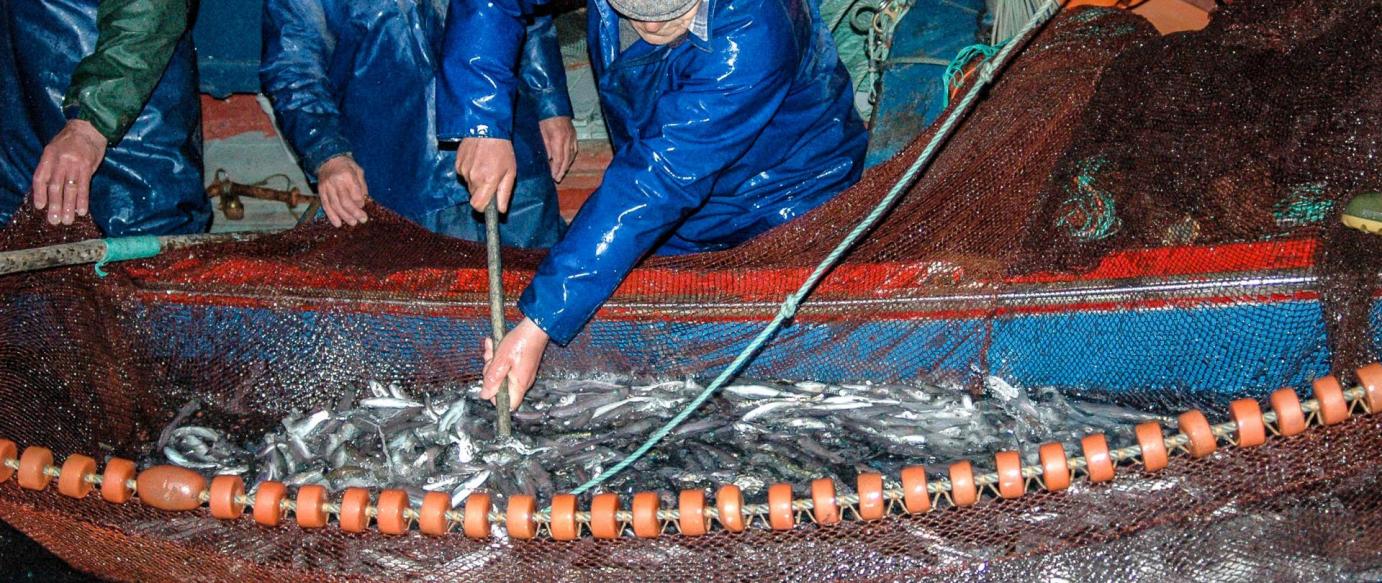 DOCAPESCA lança campanha para o consumo do pescado local