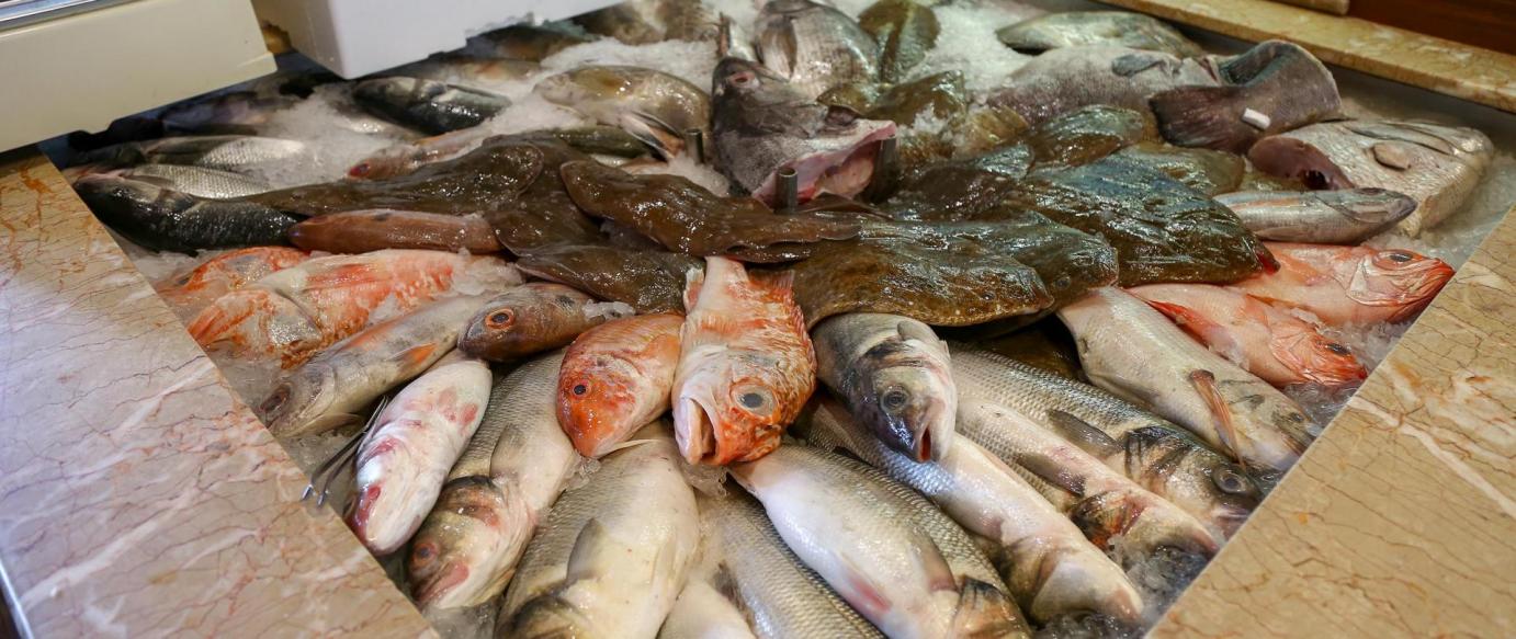 Nazaré preocupada com a sustentabilidade da pesca do cerco