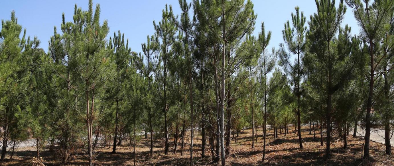 Gabinete Técnico Florestal Intermunicipal faz limpeza de terrenos florestais públicos