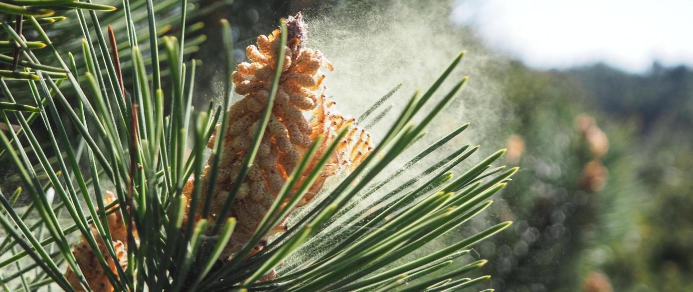 Dia Mundial da Floresta comemorado com plantação de novas árvores na Escola sede de agrupamento