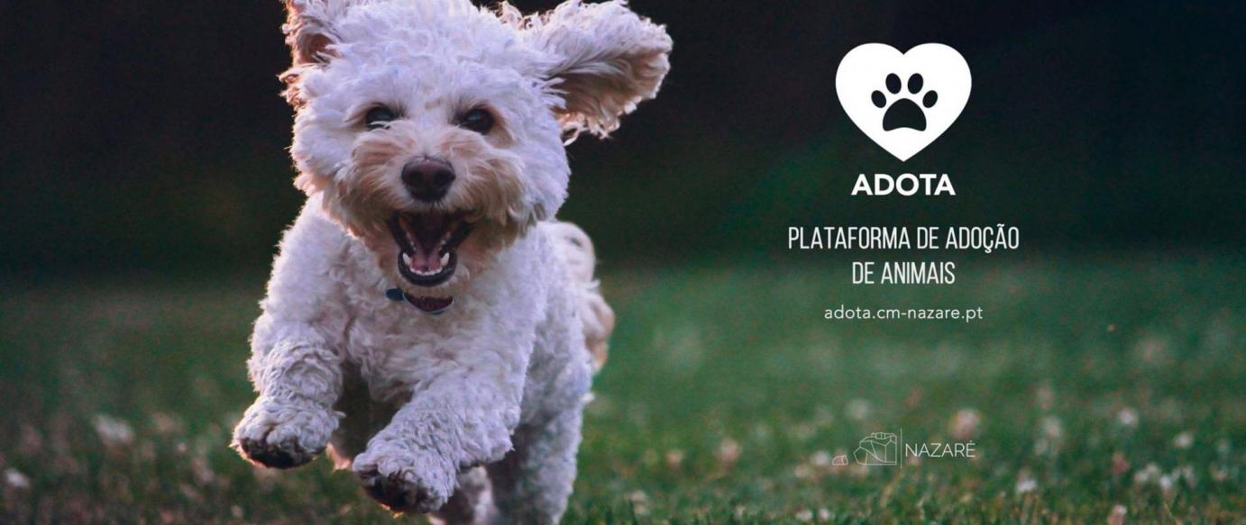 Câmara disponibiliza plataforma para adoção de animais abandonados no canil