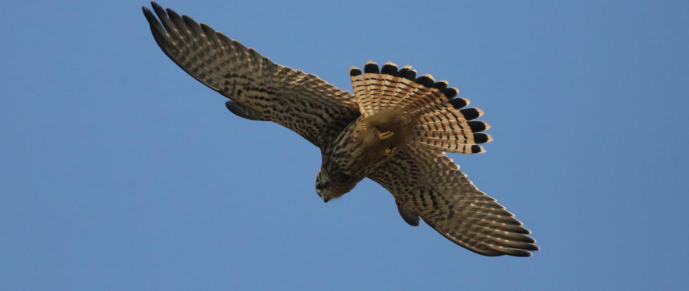 "Birdwatching" nos dias 8 e 9 de abril na Nazaré