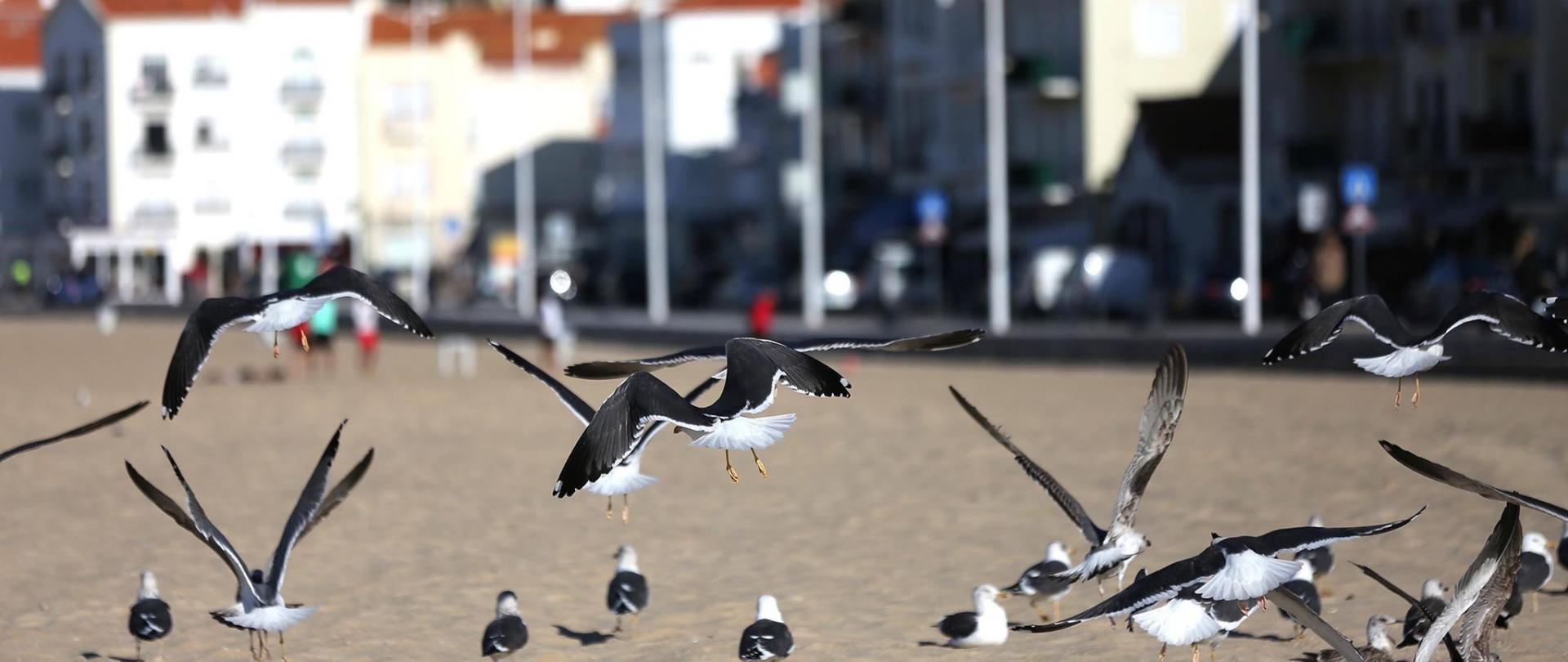 Estão a decorrer os Censos da Gaivota-de-patas-amarelas 