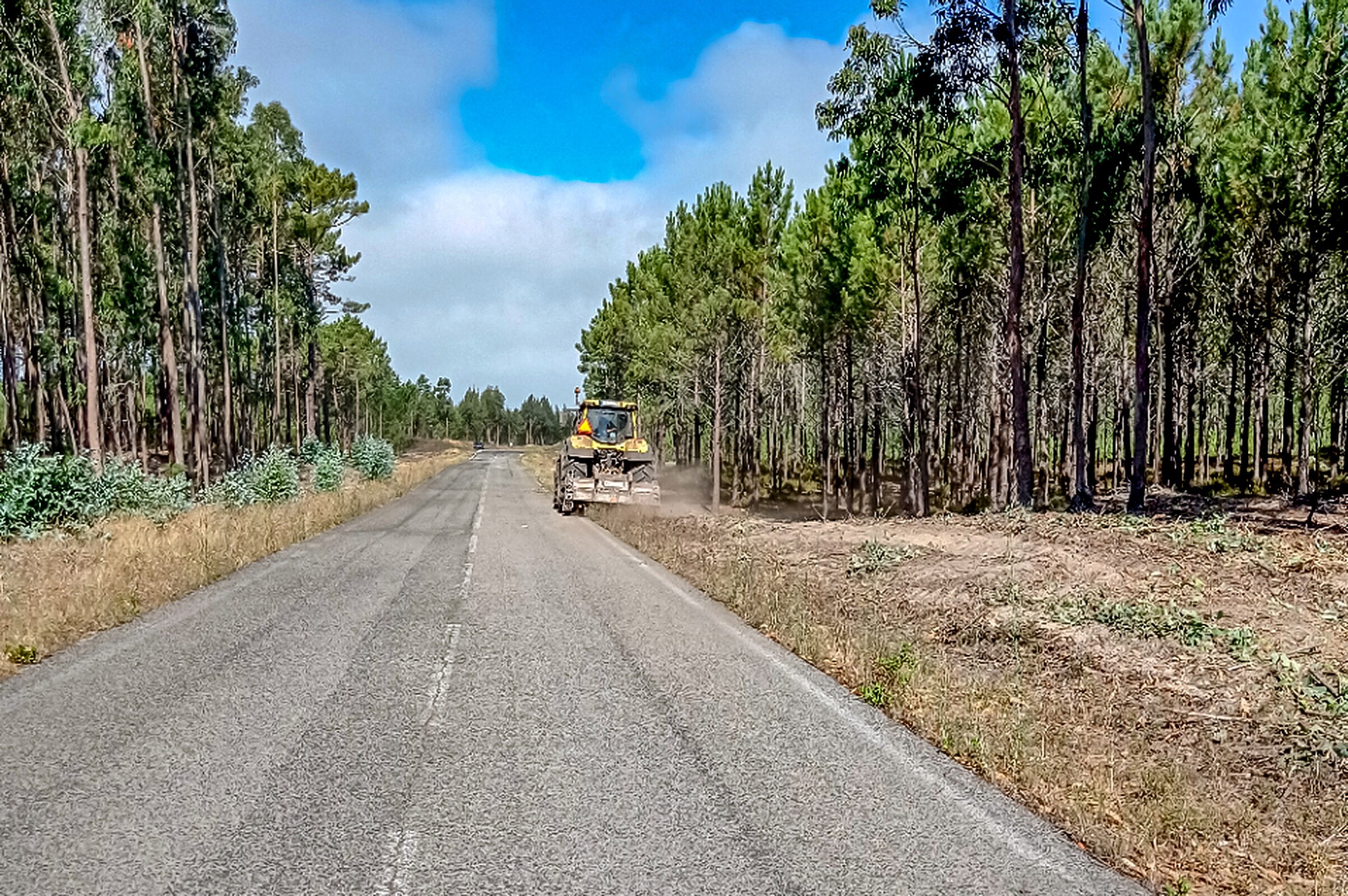 Brigada de sapadores florestais da oestecim limpa áreas destinadas a prevenir incêndios florestais 